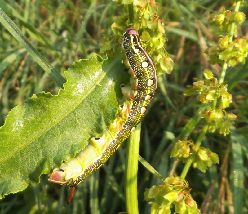 Larva di Hyles livornica?